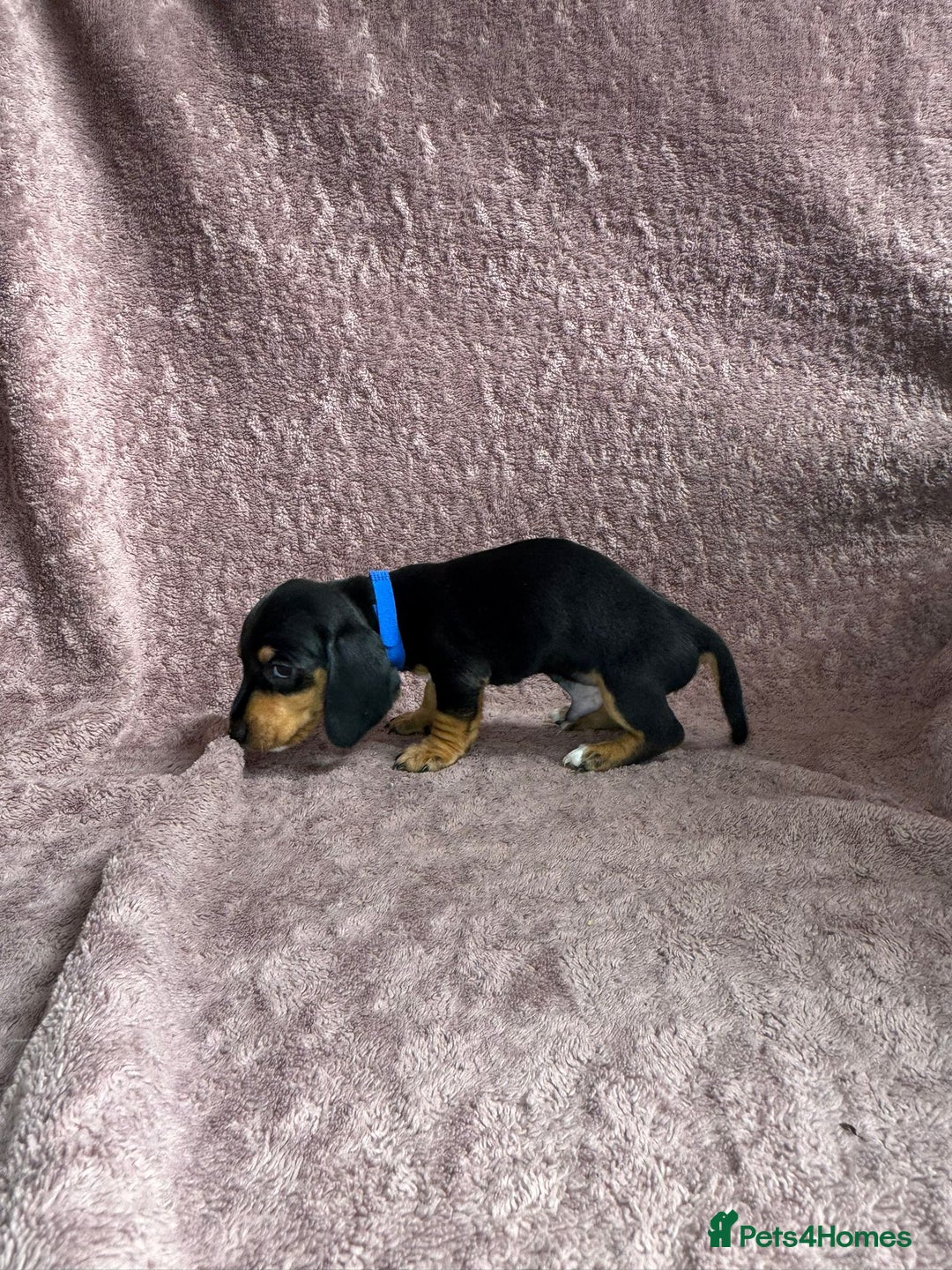 Miniature Dachshund dogs for sale: 🐾KC Reg Miniature Dachshund - READY NOW! 1 LEFT! - Image 2