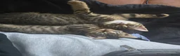 Domestic Shorthair cats for sale: 5 beautiful tabby kittens for Sale!!! - Advert 19