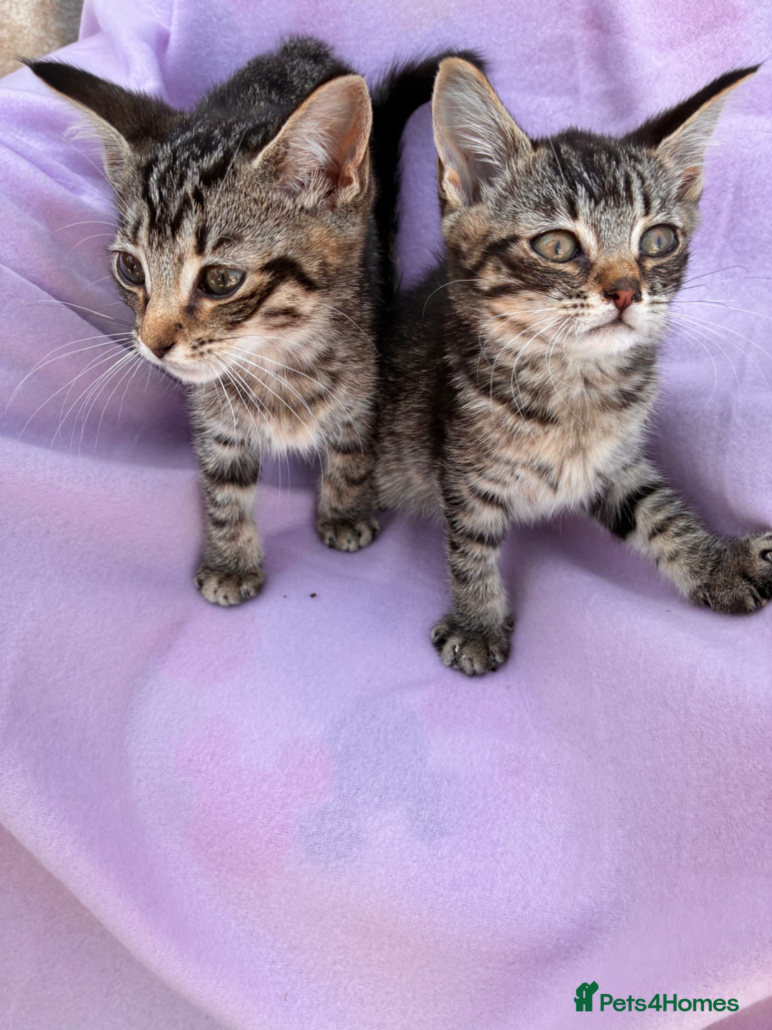 Mixed Breed cats Kitten for sale - Advert 4