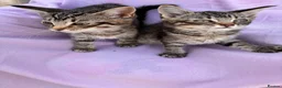 Mixed Breed cats for sale: Kitten for sale - Advert 7