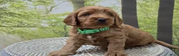 Cockapoo dogs for sale:  Beautiful F1 Cockapoos - Advert 4