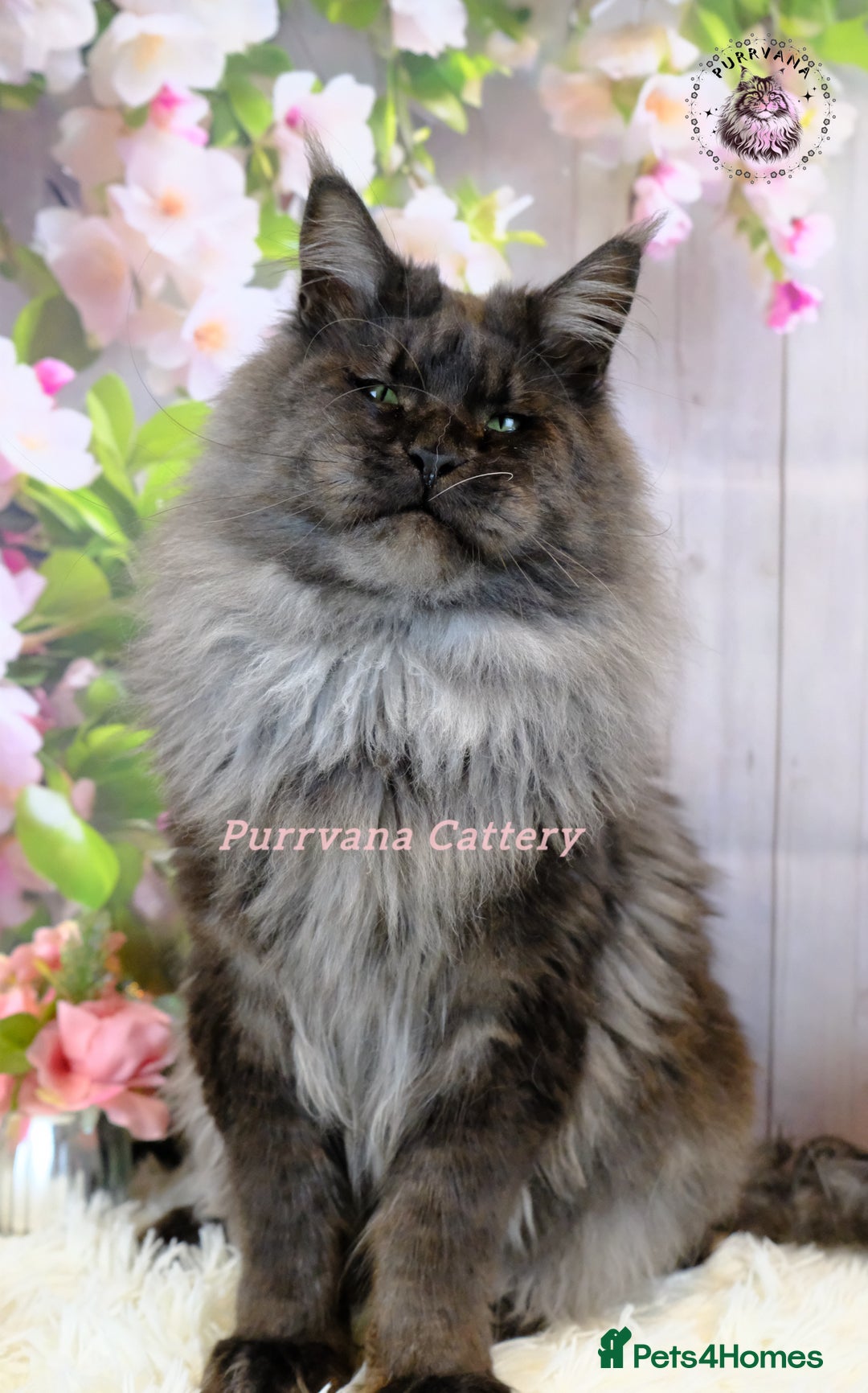 Maine Coon cats for sale: TICA registration Maine coon kittens READY NOW - Advert 6