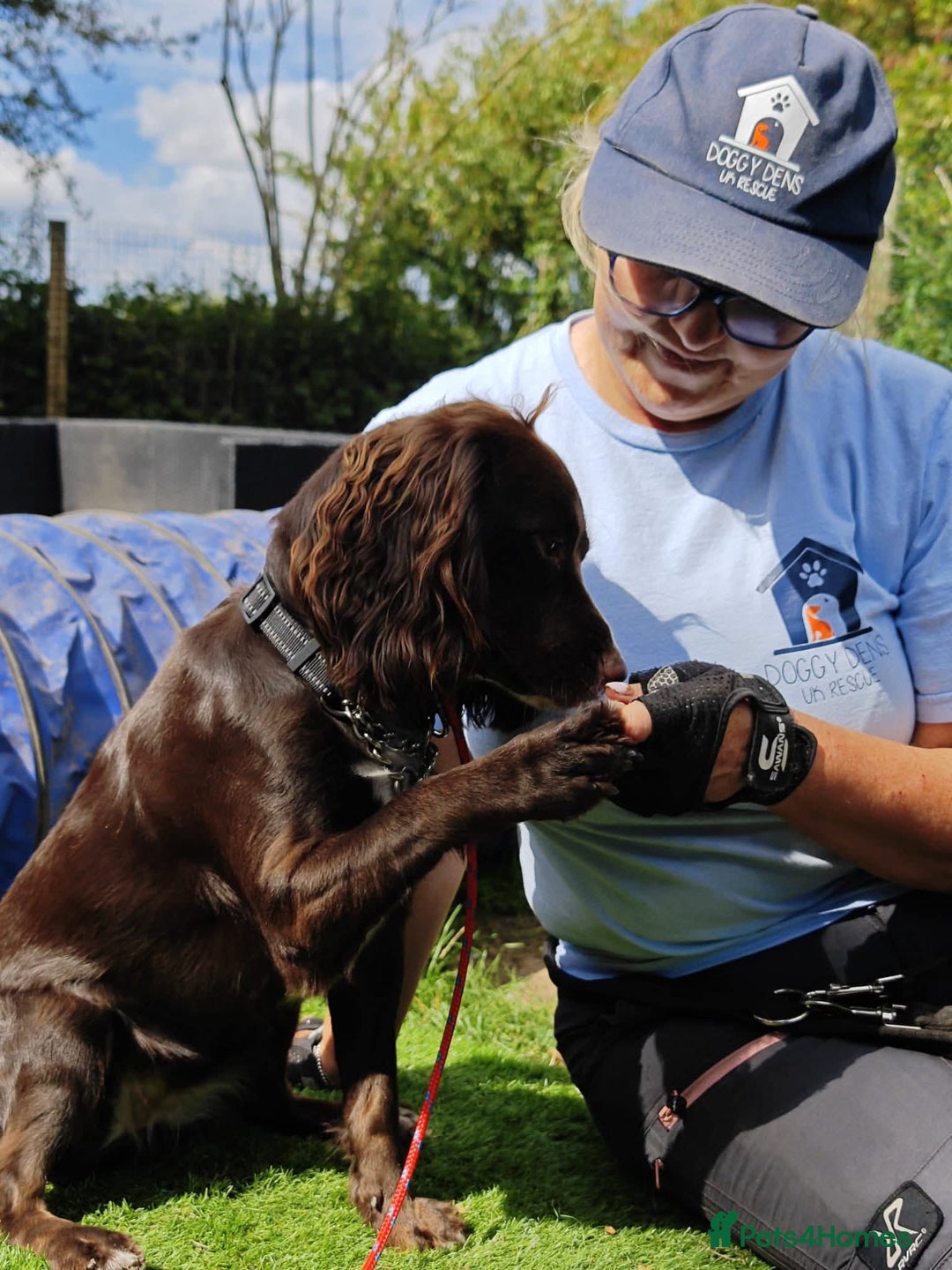 Cocker Spaniel dogs for adoption: Esme  - Image 3