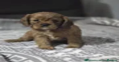 Cavalier King Charles Spaniel dogs - Advert 14