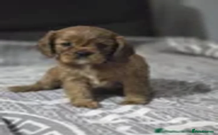 Cavalier King Charles Spaniel dogs - Advert 11