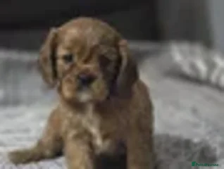 Cavalier King Charles Spaniel dogs - Advert 7