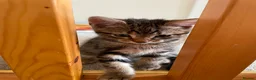 Mixed Breed cats for sale: 7 Kittens for Sale  in Marlow - Advert 5