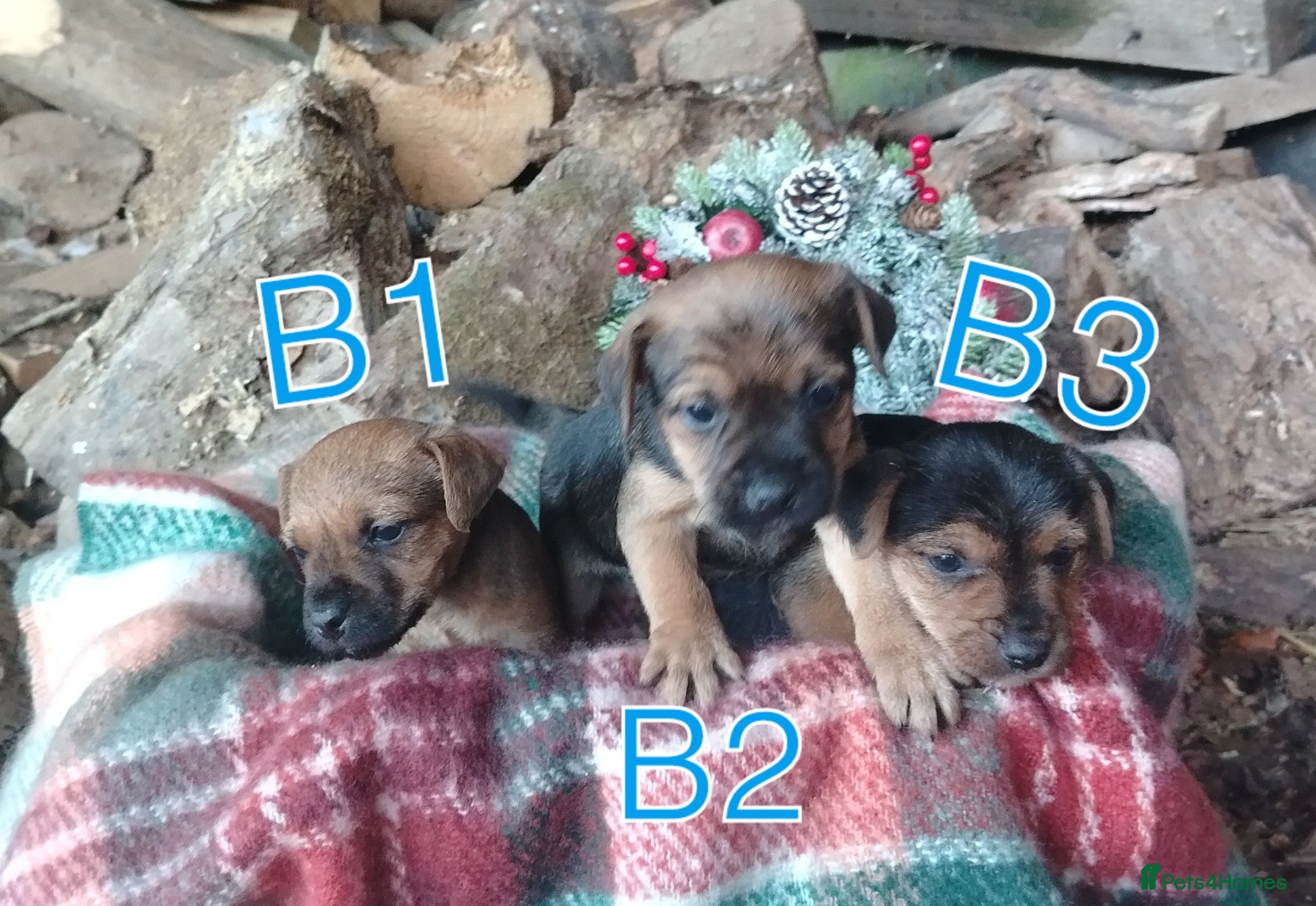 Mixed Breed dogs Charming Litter of Border Lakeland Puppies - Advert 5