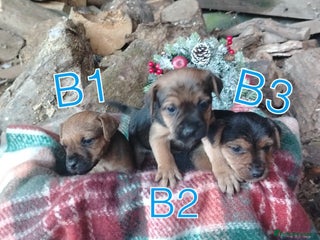 Mixed Breed dogs Charming Litter of Border Lakeland Puppies - Advert 2