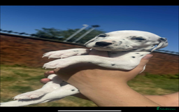 Dalmatian dogs for sale: Dalmatian puppies  - Image 14