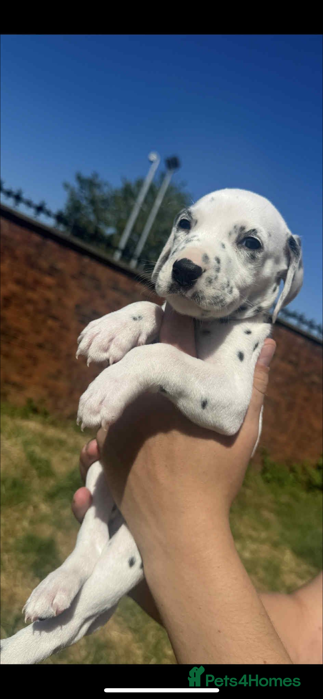 Dalmatian dogs for sale: Dalmatian puppies  - Image 14