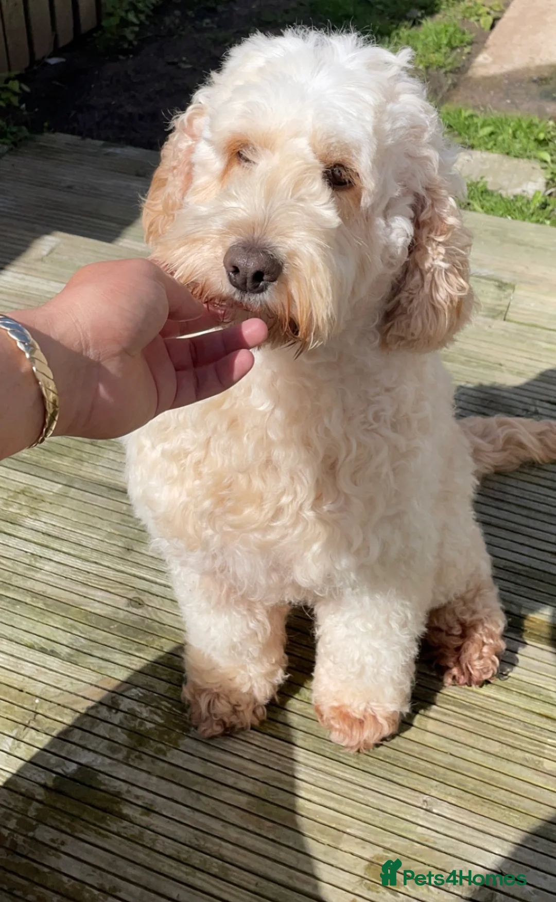 Labradoodle dogs for sale: Miniature Labradoodle puppies - Advert 18
