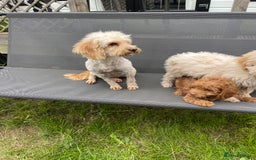 Cavapoo dogs for sale: F1b cavapoo - Image 8