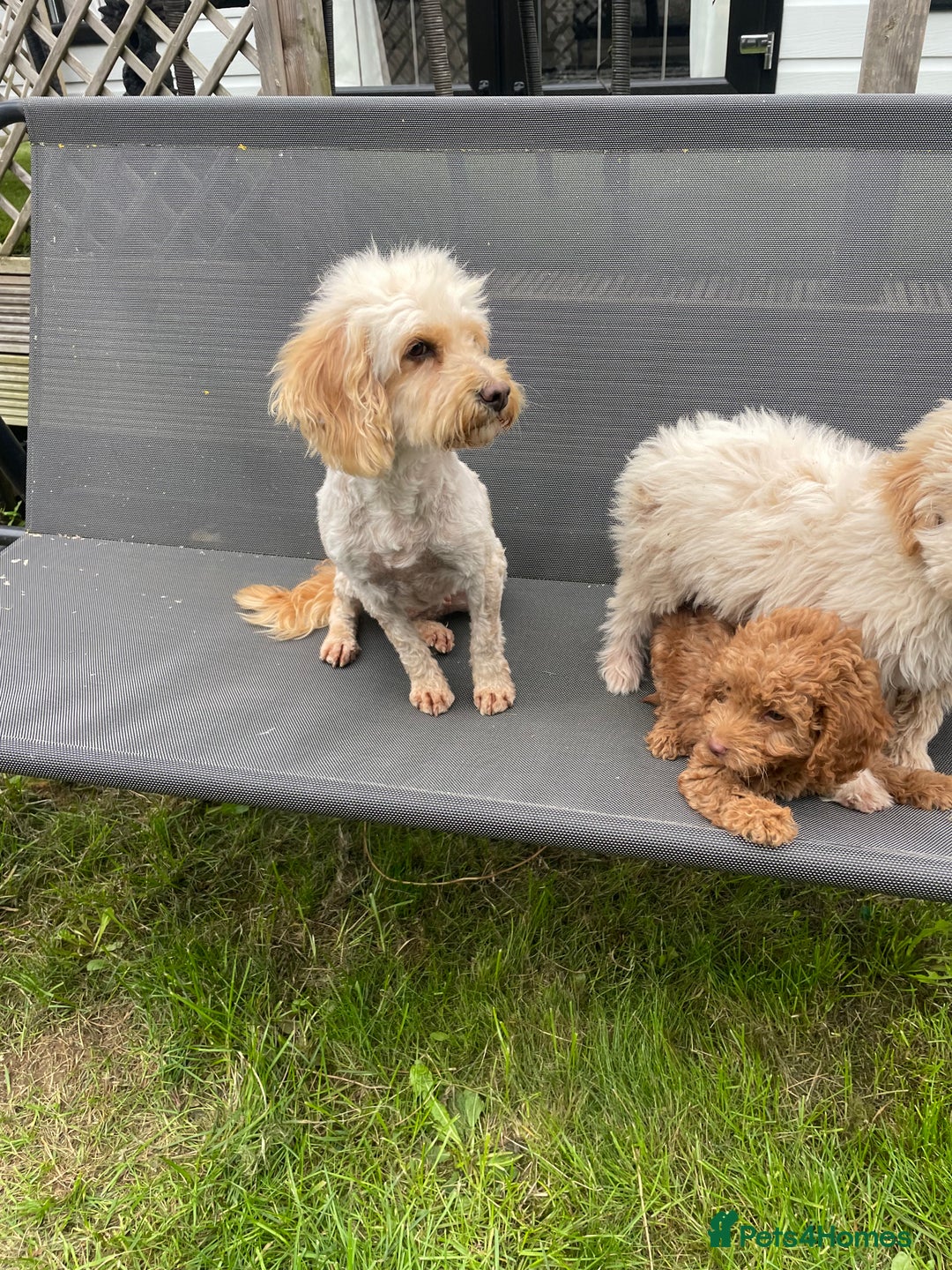 Cavapoo dogs for sale: F1b cavapoo - Image 8