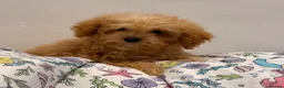 Poochon dogs for sale: Health tested Poochon Puppies  - Advert 7