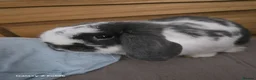 English Lop rabbits for sale: Male rabbit holland lop  in Sheffield - Advert 3