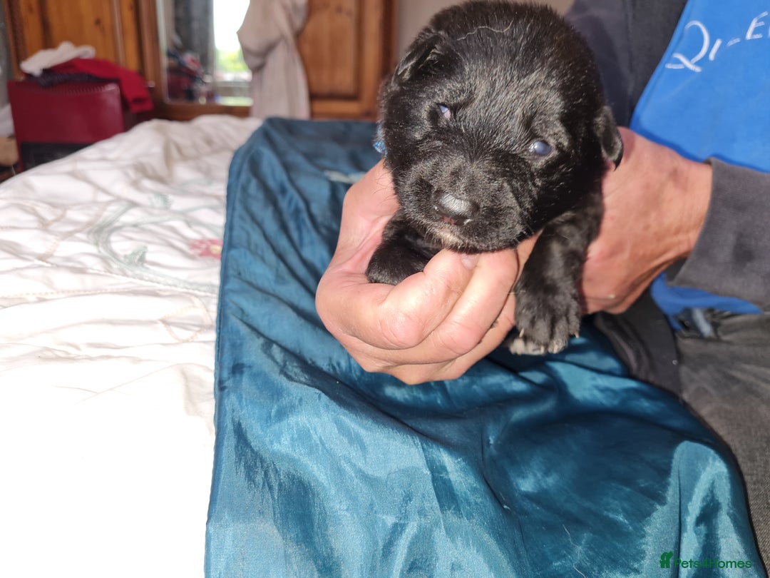 German Shepherd dogs for sale: 1 very large  longhaired Black gsd male . in Lockerbie - Image 10
