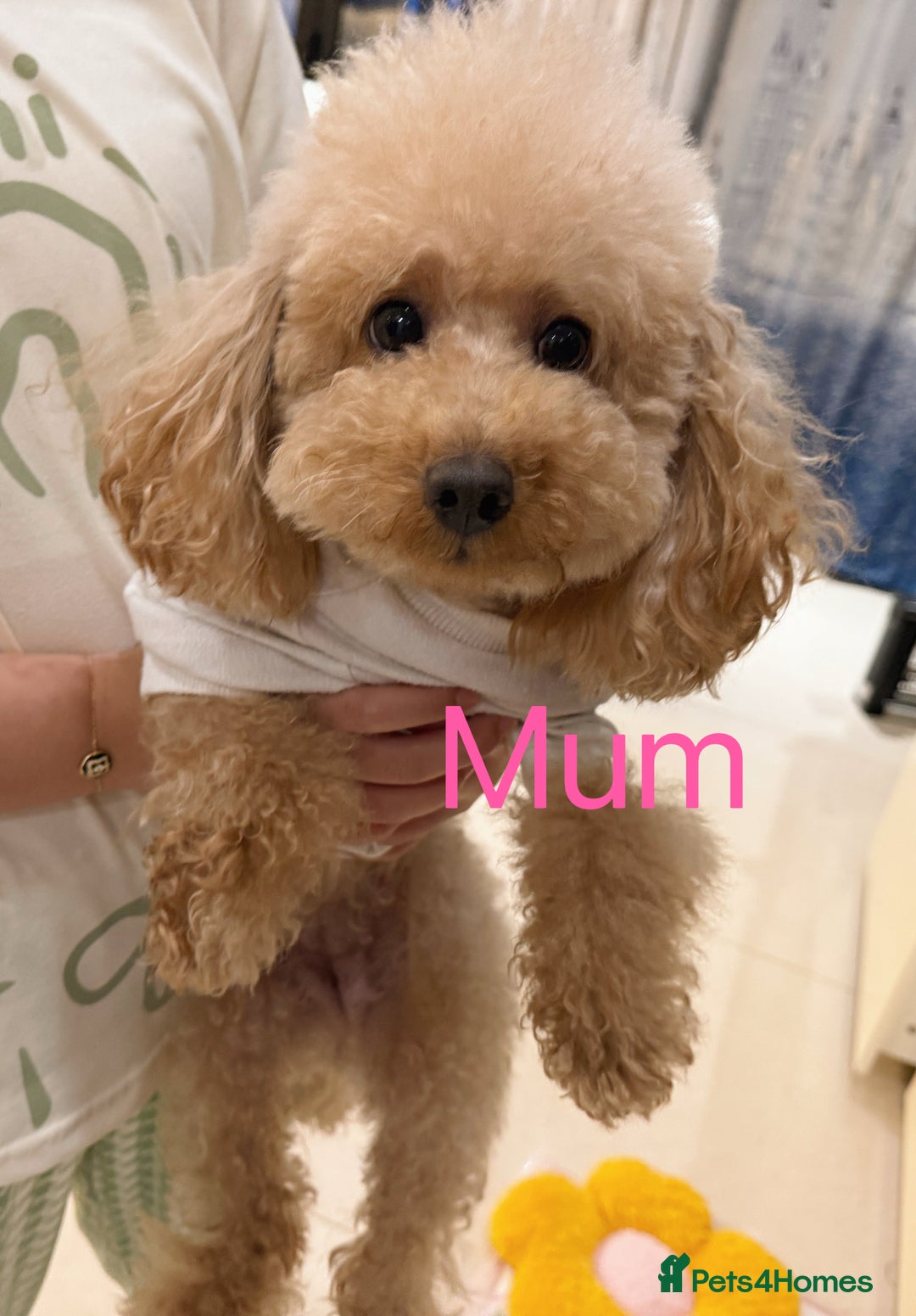 Toy Poodle dogs for sale: 3 KC Registered Red Toy poodle Puppies - Advert 2