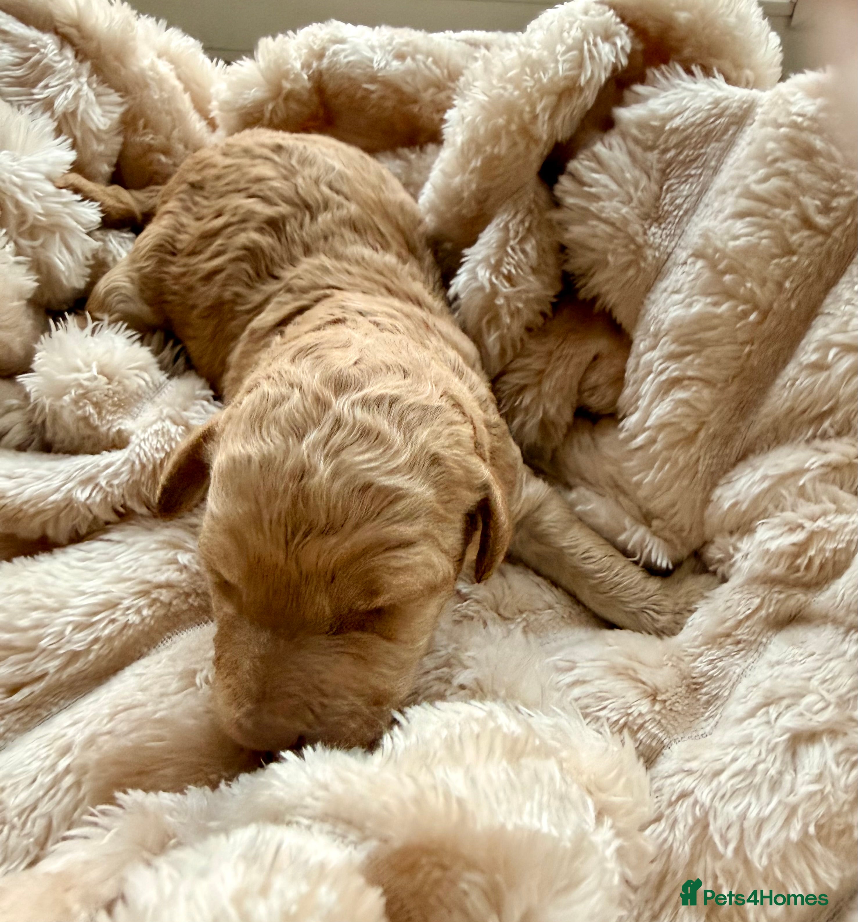 Australian Labradoodle dogs Multigenerational Australian Labradoodle  - Advert 2