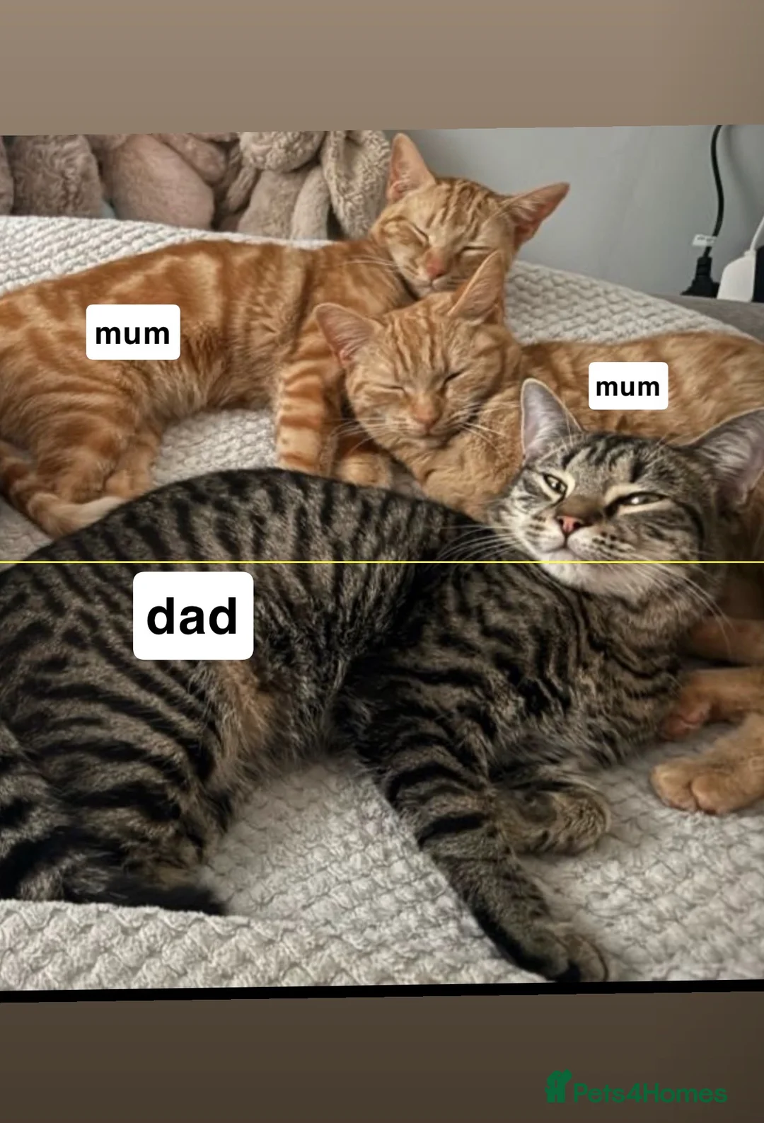 Mixed Breed cats for sale: Adorable Kittens Looking for Their Forever Homes - Advert 2