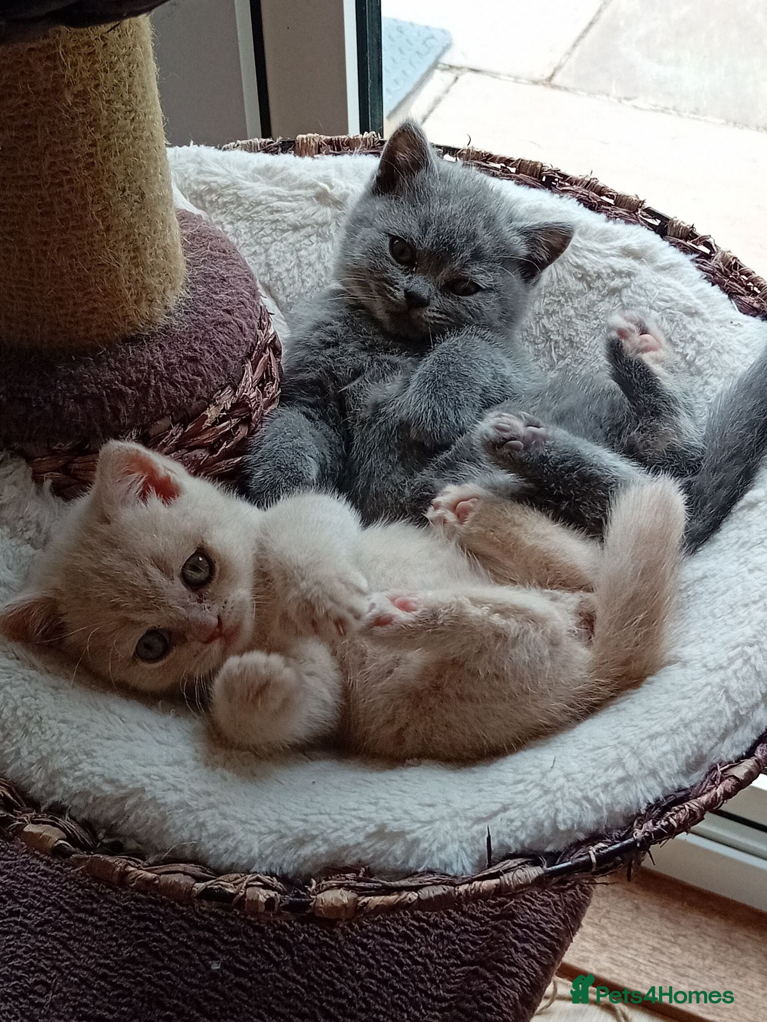 British Shorthair cats Gorgeous British short-hair kittens  - Advert 1
