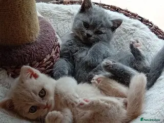 British Shorthair cats Gorgeous British short-hair kittens - Advert 1