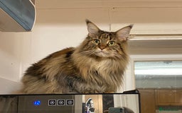 Maine Coon cats for sale: 5 year maincoon for rehoming  - Image 4