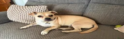 Mixed Breed dogs for adoption: Cute Jamala needs a new home! - Advert 9