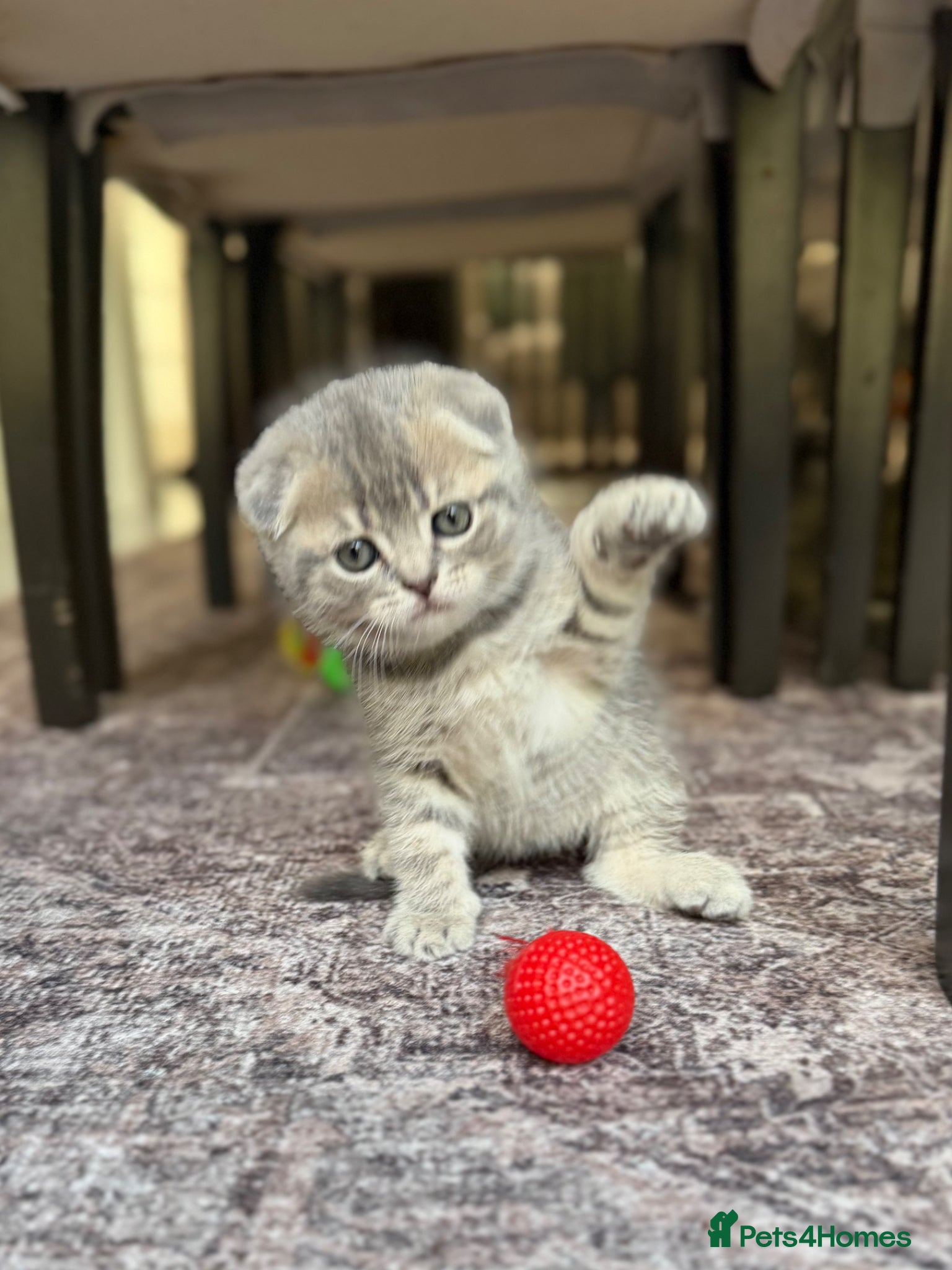 Scottish Fold cats for sale: Beautiful Scottish Fold Kittens Ready From 10/06 in Leatherhead - Advert 7