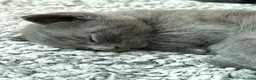 British Shorthair cats for sale: ❤ Beautiful Kittens ❤ – Ready for Loving Homes ❤ in Hull - Advert 14