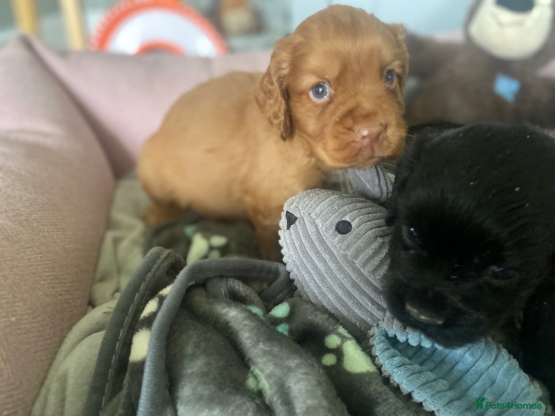 Cocker Spaniel dogs for sale: cocker spaniel puppies - Image 6