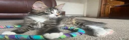 Maine Coon cats for sale: TICA Registered pedigree Maine Coon kittens - Advert 8