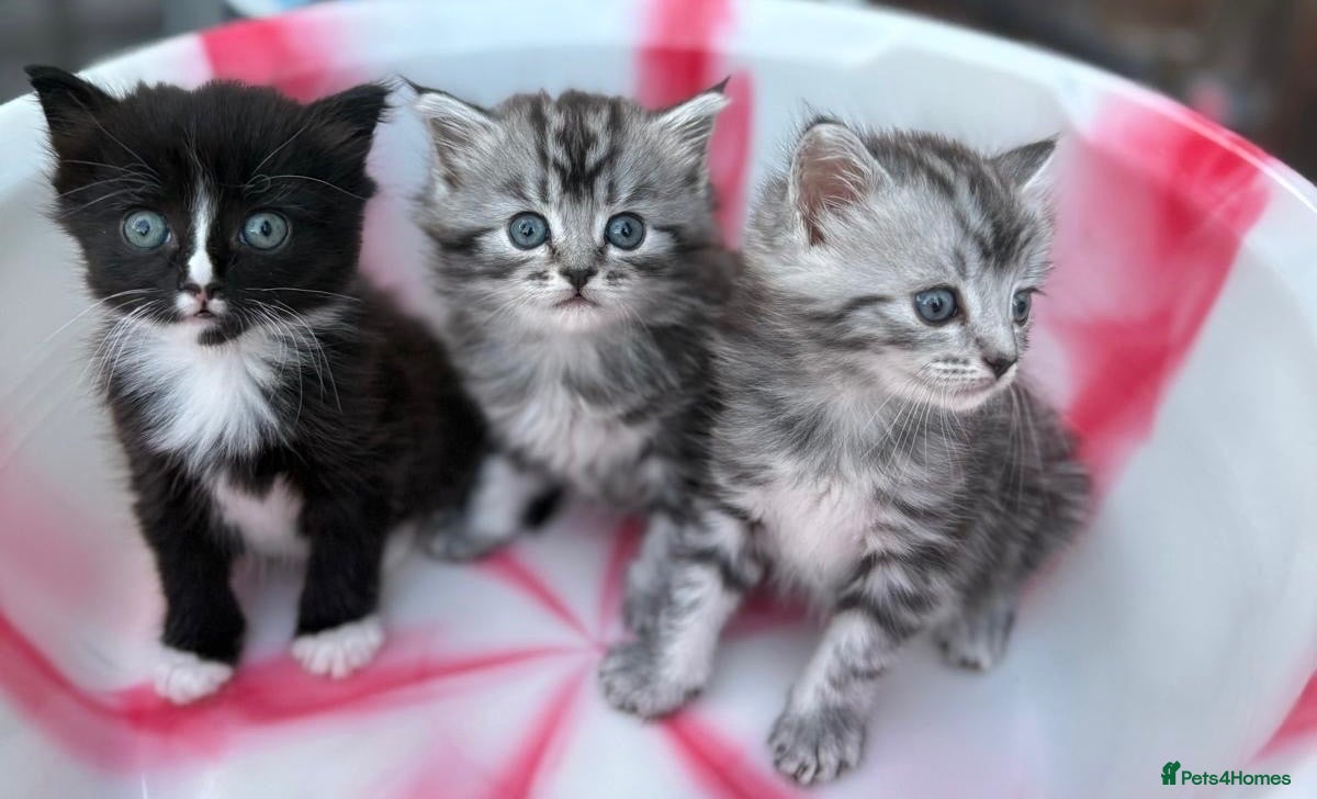 Siberian cats Adorable Kittens Looking for Their Forever Homes! - Advert 2