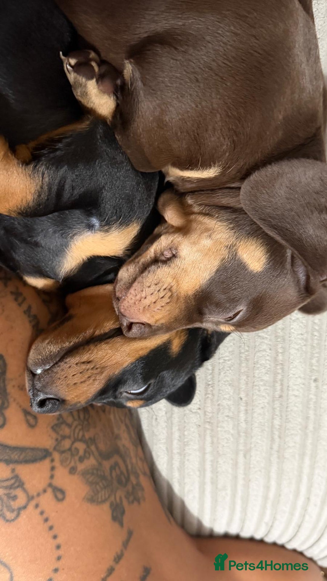 Miniature Dachshund dogs for sale: Two beautiful mini dash’s  - Image 3