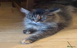 Maine Coon cats for sale: Main coon  - Image 1