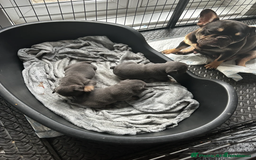 French Bulldog dogs for sale: Beautiful litter of French Bulldog Puppies! - Advert 22