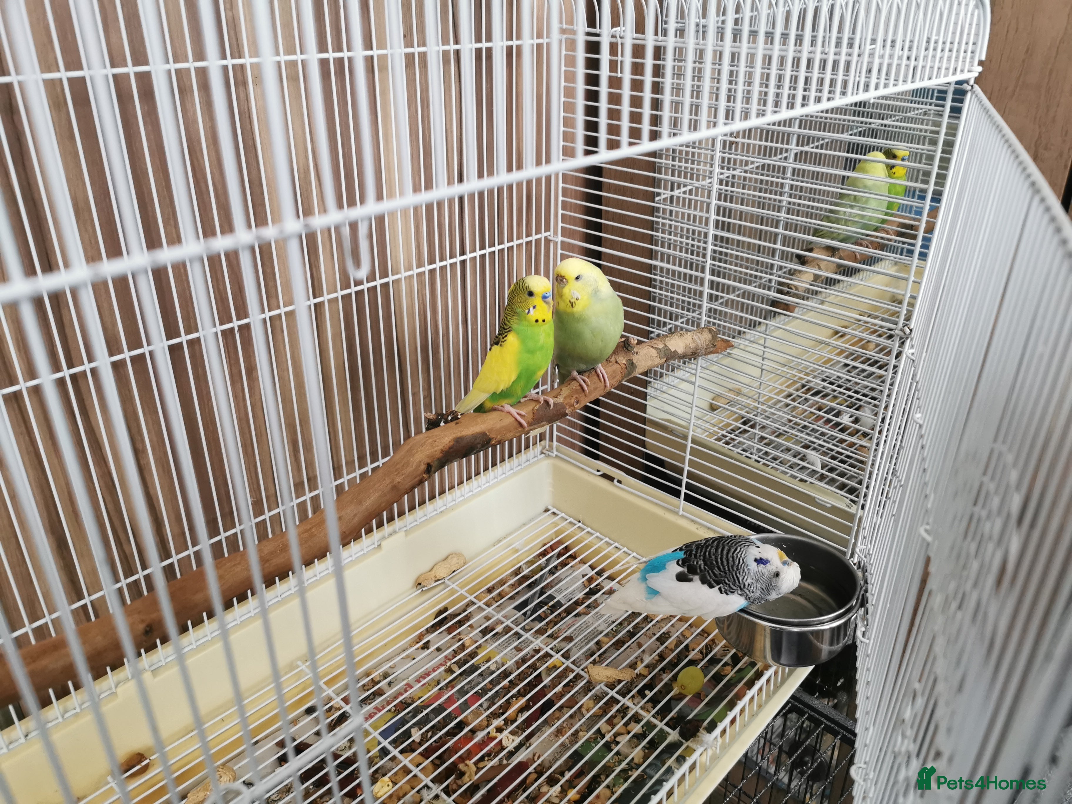 Budgerigars birds Green Budgies Birds Male And Female  - Advert 3