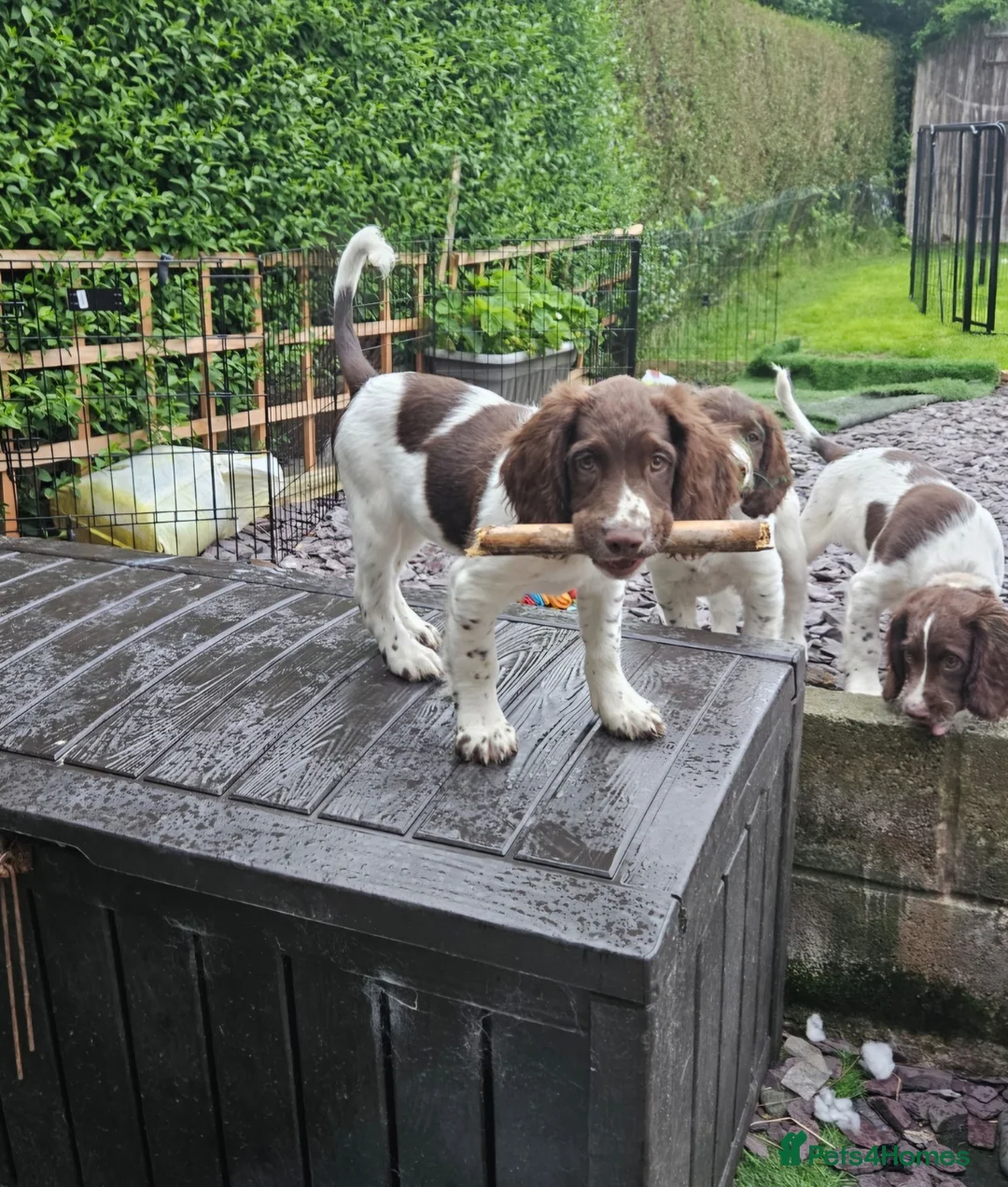 English Springer Spaniel dogs for sale: KC Reg English Springer Spaniel female - Advert 1