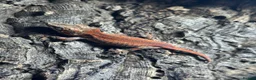 Gecko reptiles for sale: Juvenile Gargoyle Geckos - Advert 2