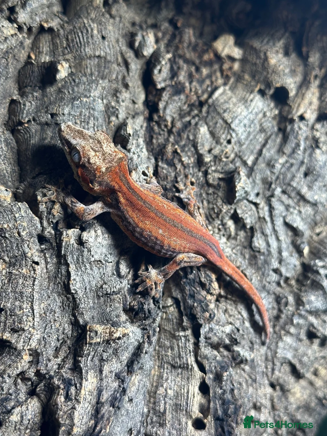 Gecko reptiles for sale: Juvenile Gargoyle Geckos - Advert 2