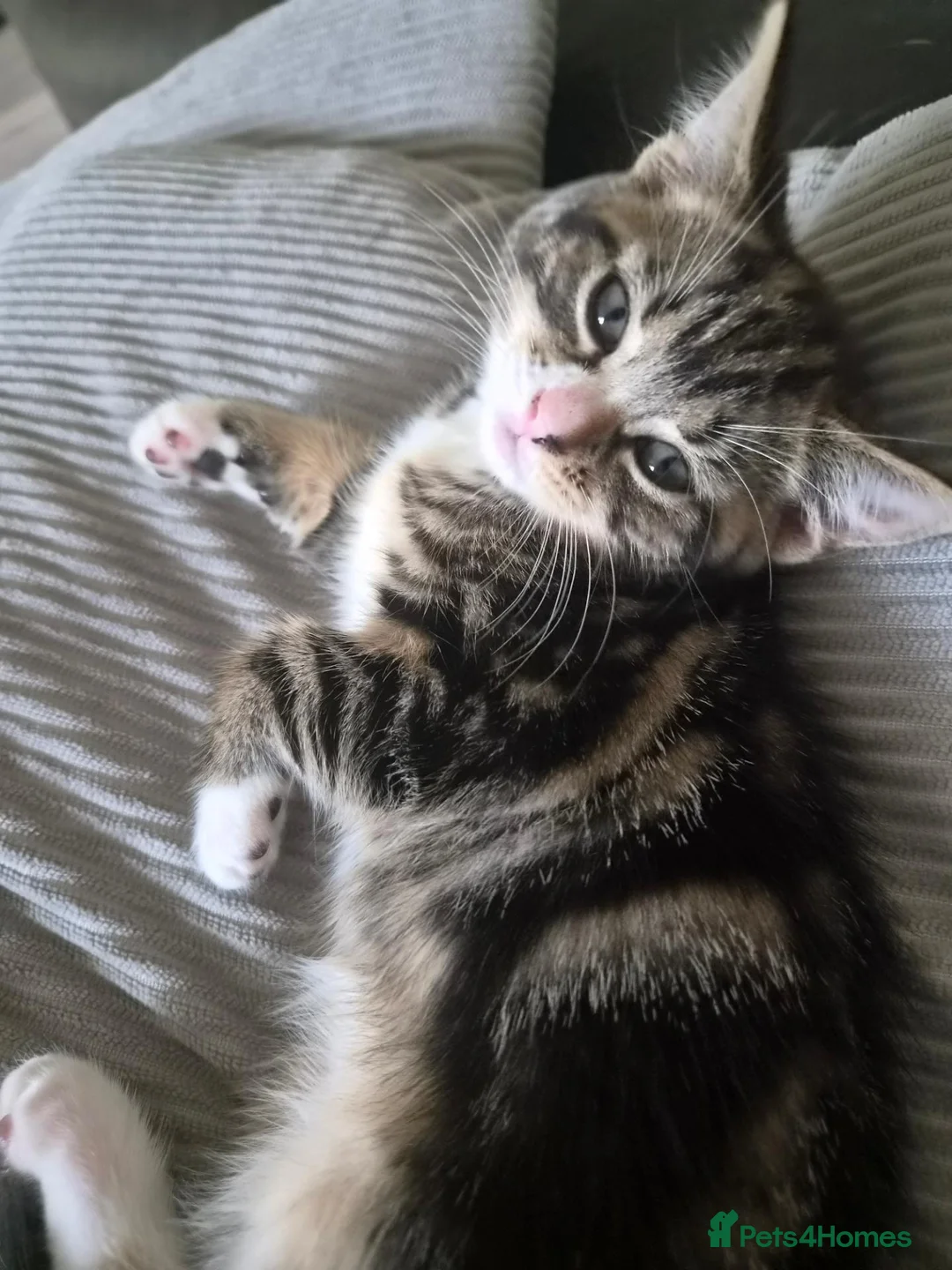 British Shorthair cats for sale: Kittens - Advert 12