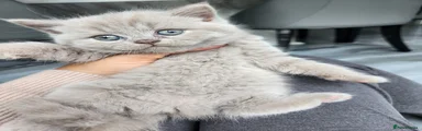 Rex