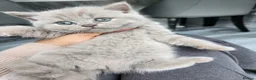 British Shorthair cats for sale: Chocolate & Lilac British Shorthair kittens - Advert 3