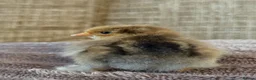 Chickens poultry for sale: Hatching eggs Pekin bantam & silkie  - Advert 15