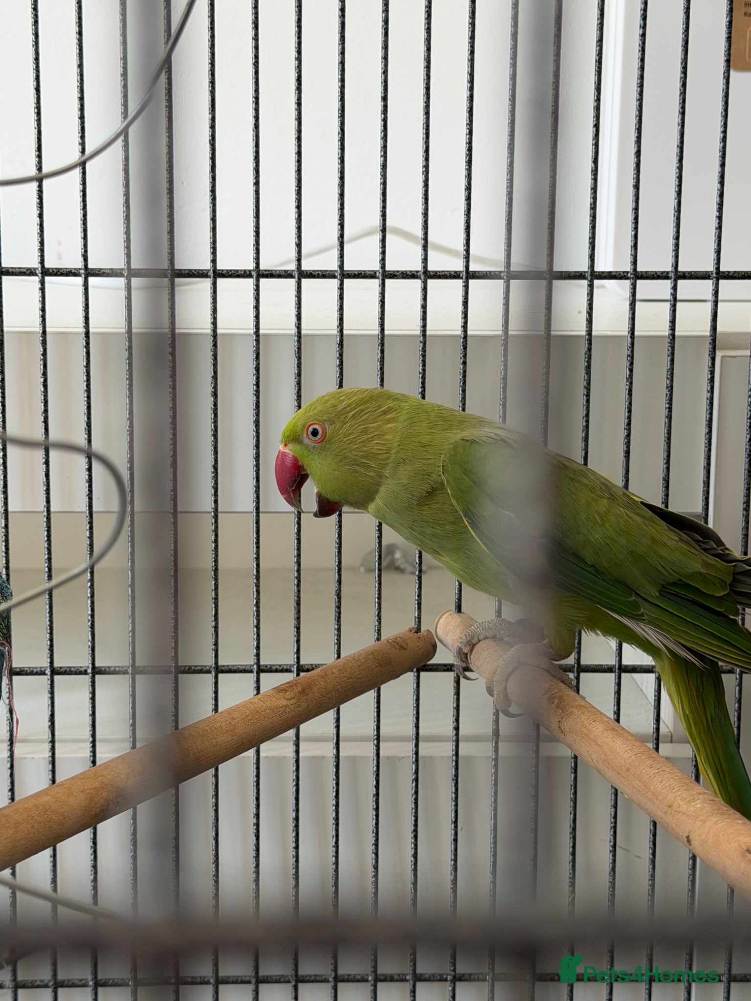 Parrots birds Ringneck  - Advert 12