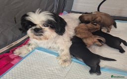 Shih Tzu dogs for sale: ✨ Beautiful Shih Tzu Puppies for Sale ✨ - Image 1
