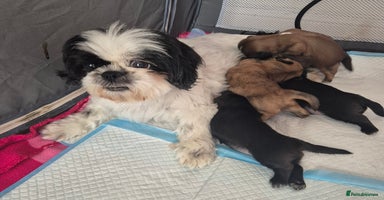 Shih Tzu dogs - Advert 2