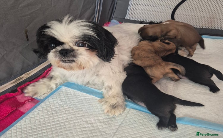 Shih Tzu dogs - Advert 4
