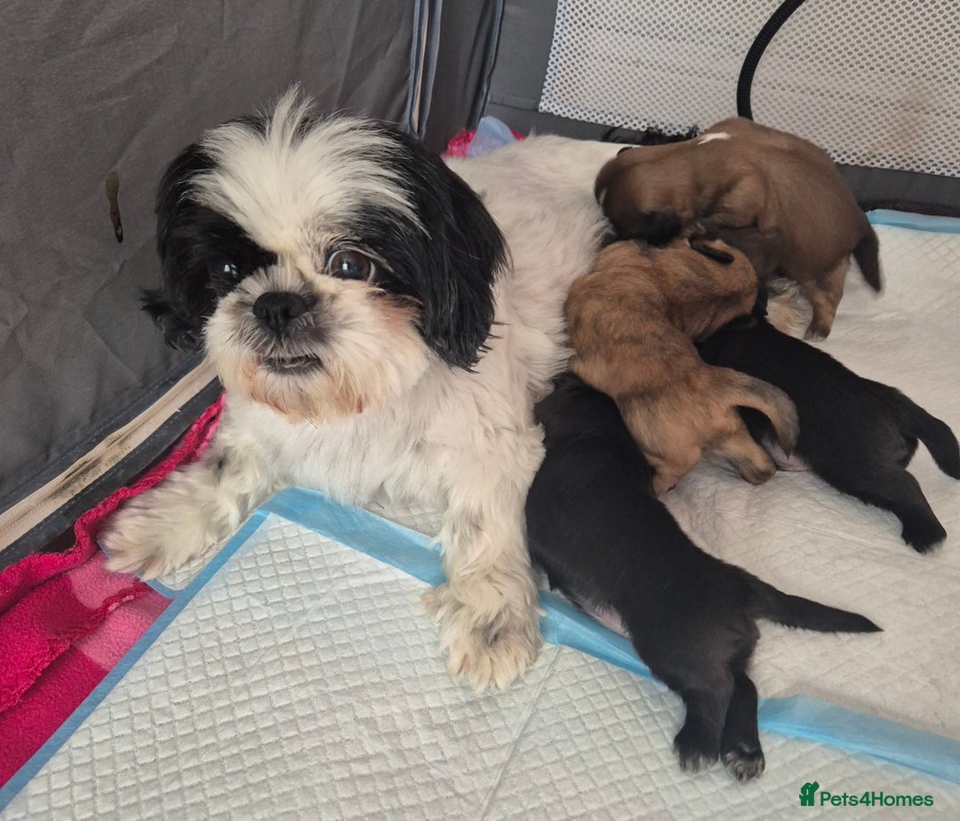 Shih Tzu dogs for sale: ✨ Beautiful Shih Tzu Puppies for Sale ✨ - Image 1