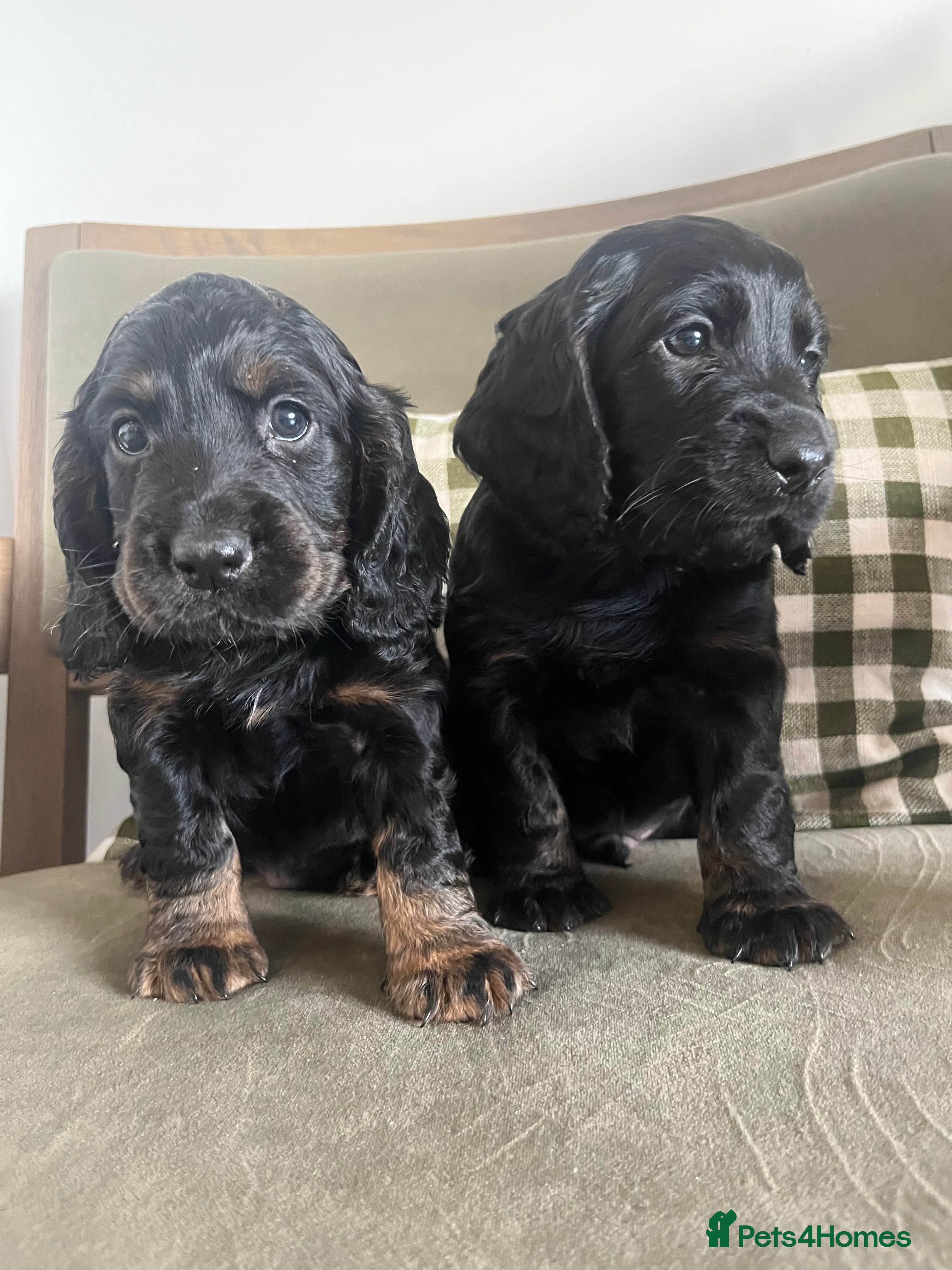 Cocker Spaniel dogs KC working cocker spaniel puppies  - Advert 6